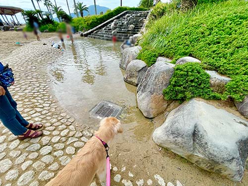 静岡にある犬連れ可能難破船のある海沿い公園