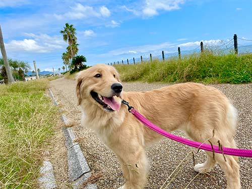 静岡にある犬連れ可能難破船のある海沿い公園
